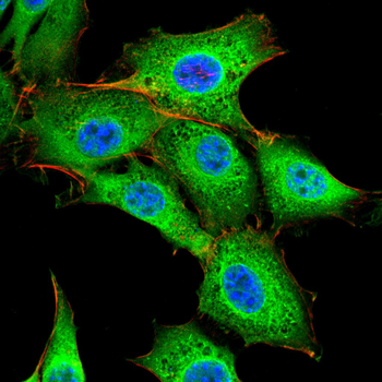 CD4 Antibody