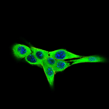 NDC80 Antibody