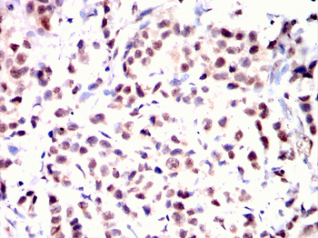 NDC80 Antibody