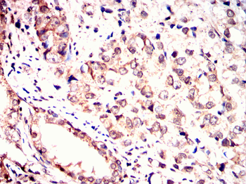 NDC80 Antibody