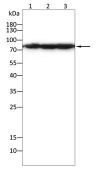 NDC80 Antibody