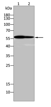 AKT2 Antibody