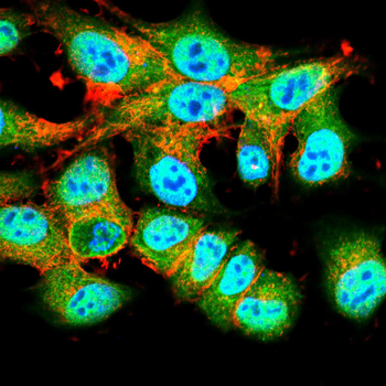 TCF3 Antibody