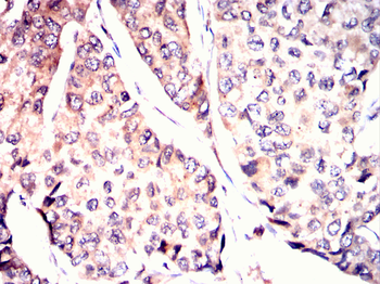 TCF3 Antibody