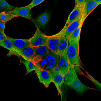 EGF Antibody