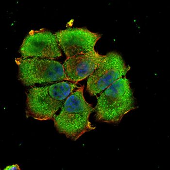 XBP1 Antibody