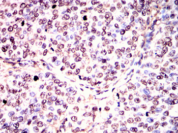 XBP1 Antibody