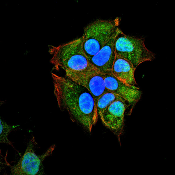 PAX6 Antibody
