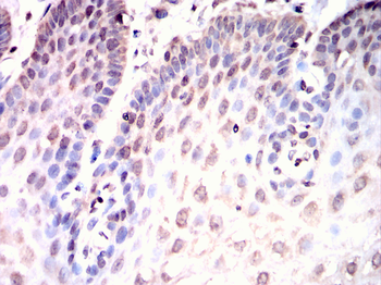 PAX6 Antibody