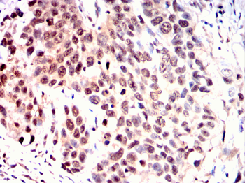 PAX6 Antibody
