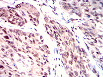 PAX6 Antibody