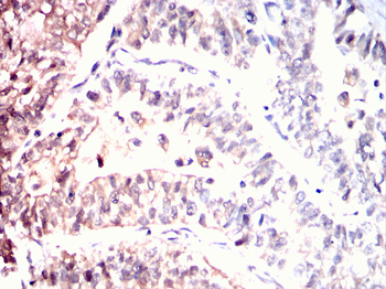 PAX6 Antibody