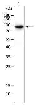 STAT5B Antibody