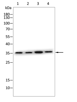 ETFA Antibody