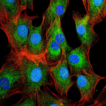 TRIB2 Antibody