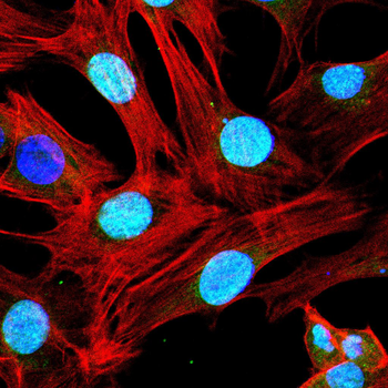 CDC25C Antibody