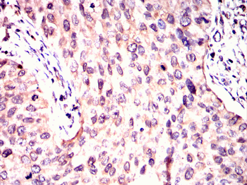 CDC25C Antibody
