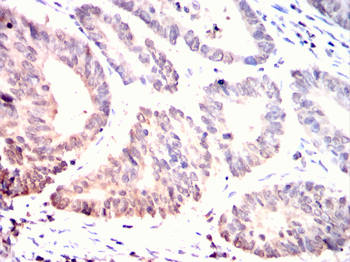CDC25C Antibody