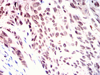 CDC25C Antibody