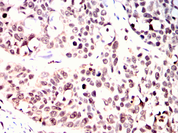 CDC25C Antibody