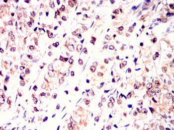 CDC25C Antibody
