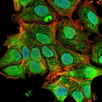 FLT4 Antibody