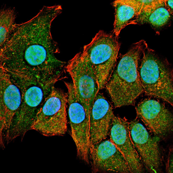 GFI1 Antibody