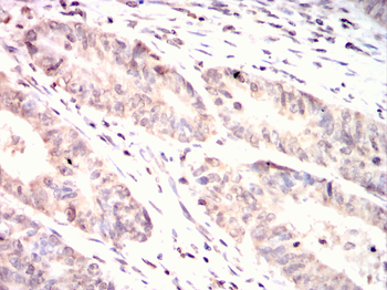 GFI1 Antibody
