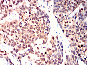 GFI1 Antibody