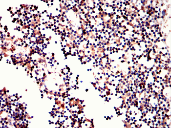 GFI1 Antibody