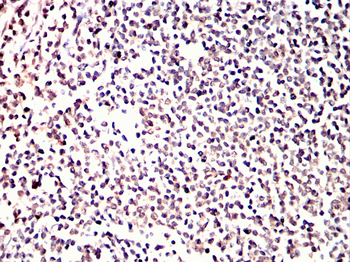 GFI1 Antibody