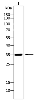 MYOD1 Antibody