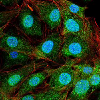 MYOD1 Antibody