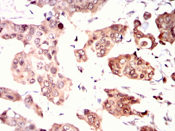 MYOD1 Antibody