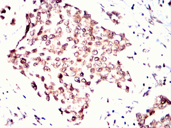 MYOD1 Antibody