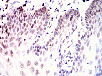 MYOD1 Antibody