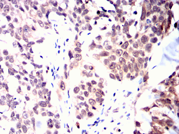 MYOD1 Antibody