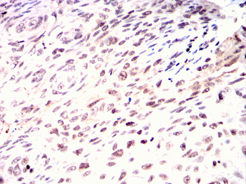 MYOD1 Antibody