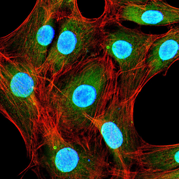 CRTC2 Antibody