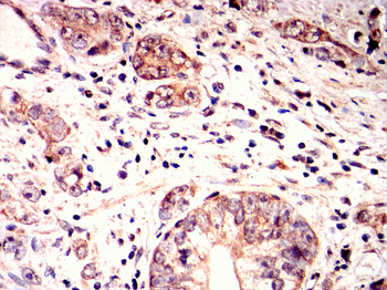 CRTC2 Antibody