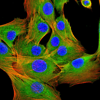 BLK Antibody