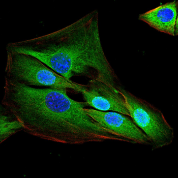 STK11 Antibody