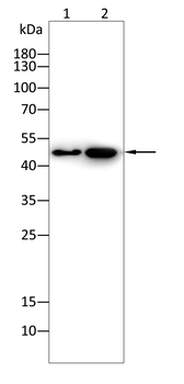 STK11 Antibody
