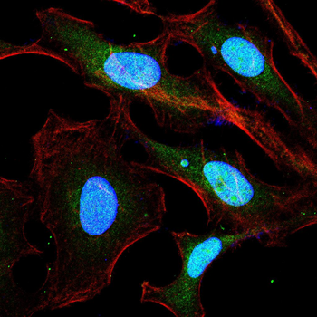 PSIP1 Antibody