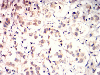 PAX4 Antibody