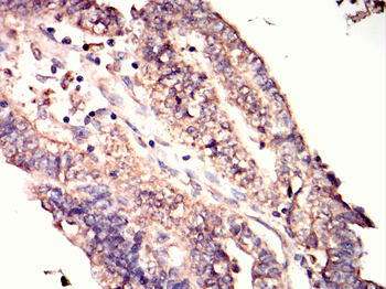 PAX4 Antibody