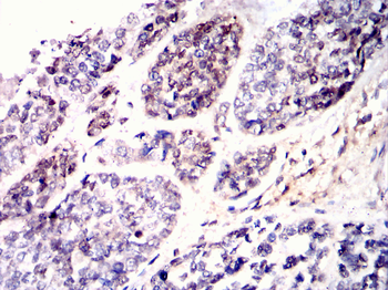 PAX4 Antibody