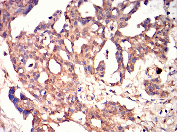 PAX4 Antibody