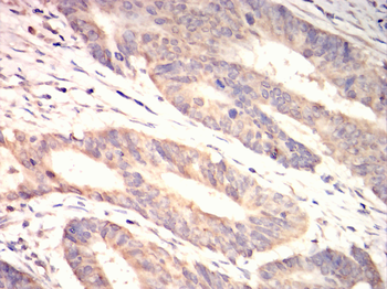 MAP2K6 Antibody