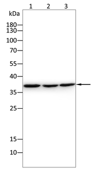 MAP2K6 Antibody